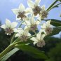 GOMPHOCARPUS 35 US seeds PHYSPCARPUS SWAN PLANT HAIRY BALLS