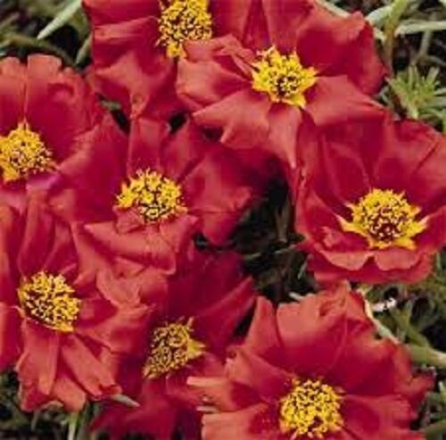 50 US SEEDS RUBY JEWEL MOSS ROSE PORTULACA SUCCULENT FLOWER