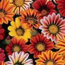 30 US SEEDS GAZANIA SUNSHINE MIX FLOWER