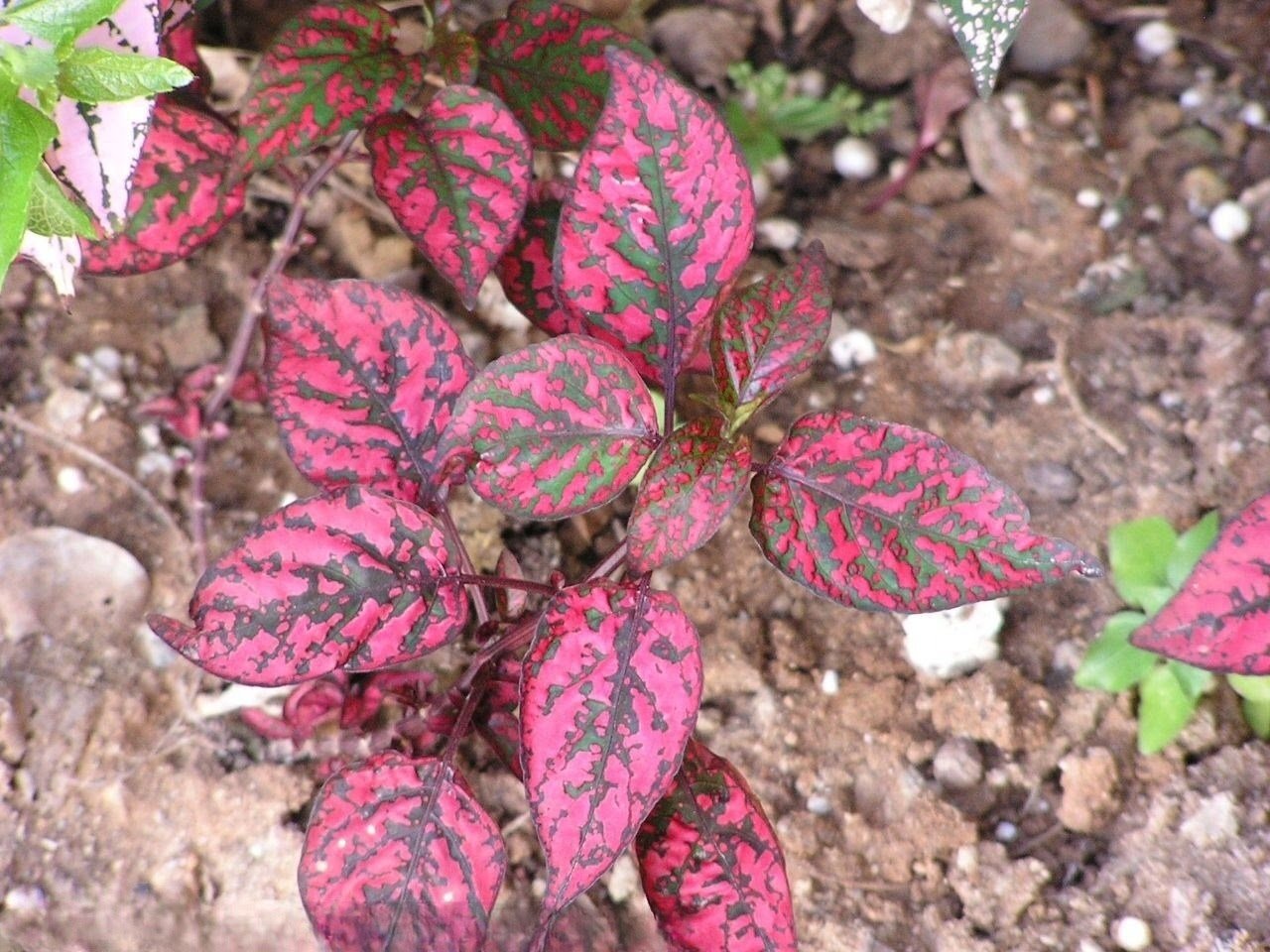 HYPOESTES POLKA DOT PLANT SPLASH ROSE FLOWER 25 US SEEDS