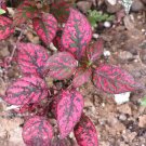 HYPOESTES POLKA DOT PLANT SPLASH ROSE FLOWER 25 US SEEDS