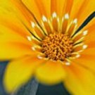GAZANIA GOLDEN YELLOW FLOWER 30 US SEEDS