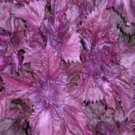 100 US SEEDS PERILLA FRUTESCENS FLOWER 2000 TIMES AS SWEET AS SUGAR