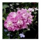 CINDERELLA PINK EVENING OR NIGHT SCENTED STOCK FLOWER 50 US SEEDS