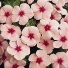 FRAGRANT VINCA POLKA DOT FLOWER 40 US SEEDS