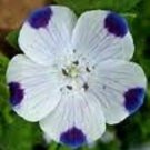 50 US SEEDS GROUND COVER FLOWER FIVE SPOT NEMOPHILA