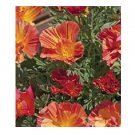 40 US SEEDS MIX FLOWER PEACH STRAWBERRY CALIFORNIA POPPY