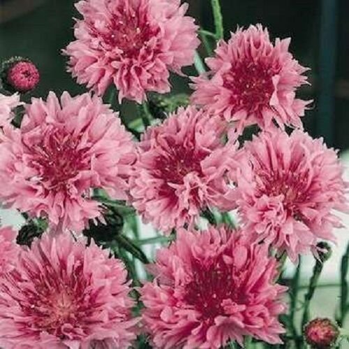 PINK BACHELOR'S BUTTON CORNFLOWER FLOWER 35 US SEEDS