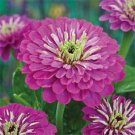 LAVENDER ZINNIA ELEGANS FLOWER 35 US SEEDS