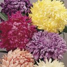 40 US SEEDS MIX FLOWER ASTER CHINENSIS CUT FLOWER ASSORTMENT