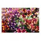 MIX LINARIA LICILIA FLOWER 40 US SEEDS