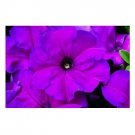PETUNIA STORM VIOLET FLOWER 30 US SEEDS