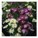 ASTER NOVAE BELGII FLOWER 30 US SEEDS MIX