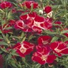 GODETIA FRANDIFLORA METEOR CLARKIA FLOWER 50 US SEEDS