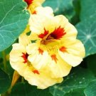 25 US SEEDS JEWEL PEACH MELBA NASTURTIUM FLOWER