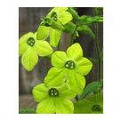 GREEN NICOTIANA FRAGRANT FLOWER 50 US SEEDS