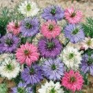 NIGELLA DOUBLE FLOWERS LOVE IN THE MIST FLOWER 50 US SEEDS MIX