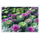 30 US SEEDS MIX ORNAMENTAL FLOWERING KALE FLOWER