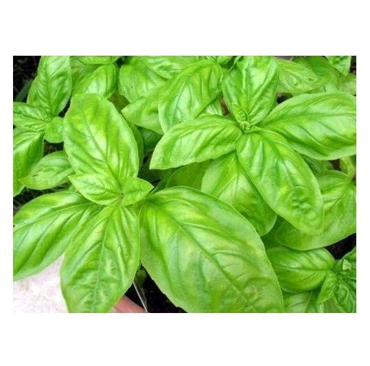75 US SEEDS SWEET BASIL HERB FLOWER
