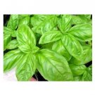 75 US SEEDS SWEET BASIL HERB FLOWER