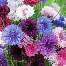 MIX FLOWER BACHELORS BUTTON CORNFLOWER 35 US SEEDS