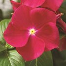 PERIWINKLE FRAGRANT COOLER STRAWBERRY VINCA FLOWER 40 US SEEDS