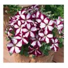30 US SEEDS STAR BURGANDY PETUNIA FLOWER