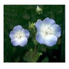 NEMOPHILA BABY BLUE EYES ANNUAL FLOWER 75 US SEEDS