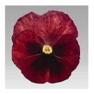 35 US SEEDS PANSY INSPIRE TERRACOTTA FLOWER