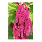 AMARANTHUS CORAL FOUNTAIN FLOWER 50 US SEEDS
