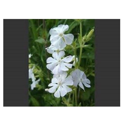 SILENE WHITE CATCHFLY FLOWER 100 US SEEDS