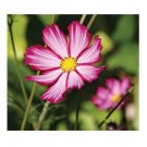 35 US SEEDS COSMOS PINK PICOTEE FLOWER