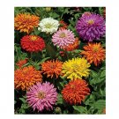 50 US SEEDS CACTUS DOUBLE MIX ZINNIA FLOWER 4 INCH QUILLED FLOWERS