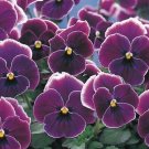 20 US SEEDS PANSY VIOLET PICOTEE FLOWER