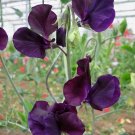30 US SEEDS NAVY BLUE LATHYRUS MOST FRAGRANT SWEET PEA FLOWER