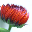 CALENDULA RED BLACK FLOWER 40 US SEEDS