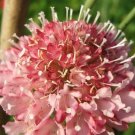 25 US SEEDS SALMON QUEEN SCABIOSA PINCUSHION FLOWER