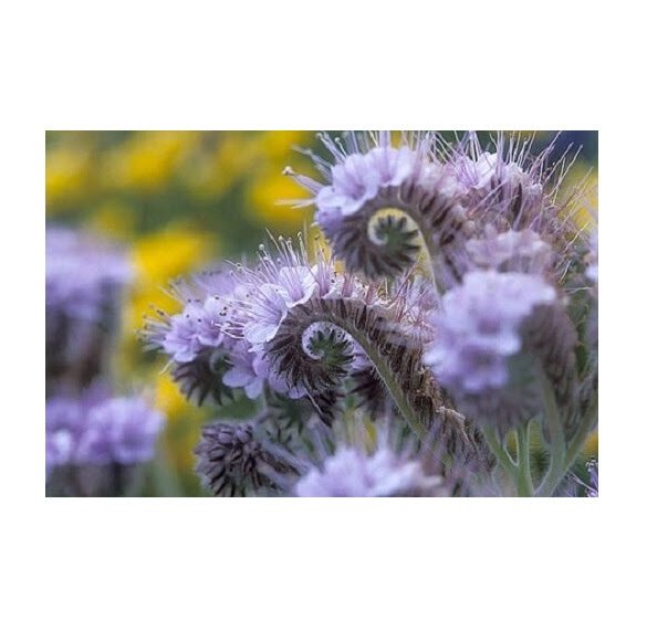 50 US SEEDS PHACELIA GRAPE SCENTED PURPLE FIDDLENECK TANSY LACY