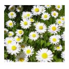 WHITE ROMAN CHAMOMILE FLOWER 100 US SEEDS