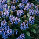 PRUNELLA BELLA BLUE FLOWER 30 US SEEDS