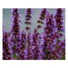 NEPETA PARNASSICA CATMINT FLOWER 30 US SEEDS