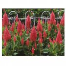 40 US SEEDS FLOWER CELOSIA PLUMED FRESH LOOK PINK FLAMINGO