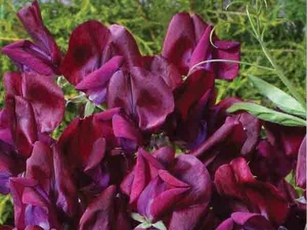 LATHYRUS MAROON MOST FRAGRANT SWEET PEA FLOWER 30 US SEEDS