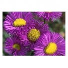 50 US SEEDS ERIGERON AZURE FAIRY PERENNIAL FLOWER