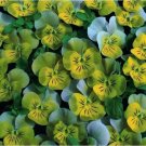 35 US SEEDS MINIOLA AQUA HEART BI-COLOR VIOLA FLOWER