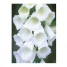 PURE WHITE FOXGLOVE DIGITALIS FLOWER 50 US SEEDS