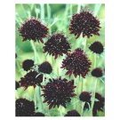35 US SEEDS ACE OF SPADES BLACK PINCUSHION SCABIOSA FLOWER