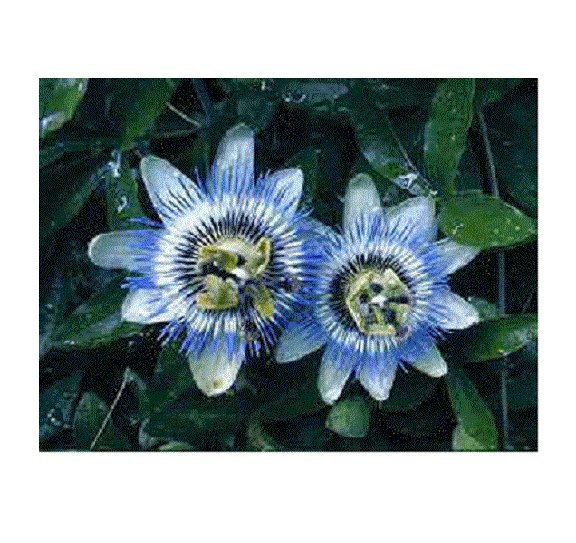 10 US Seeds Passiflora Caerulea Blue Passion Flower