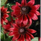 CHERRY BRANDY RUDBECKIA FLOWER 30 US SEEDS