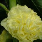 YELLOW 11 FT TALL GIANT YELLOW DOUBLE HOLLYHOCK FLOWER 35 US SEEDS